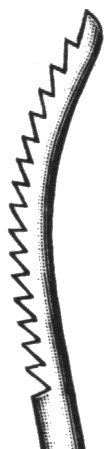 Aufricht Rasp 8″ 9mm curved upcutting serrations - Image 2